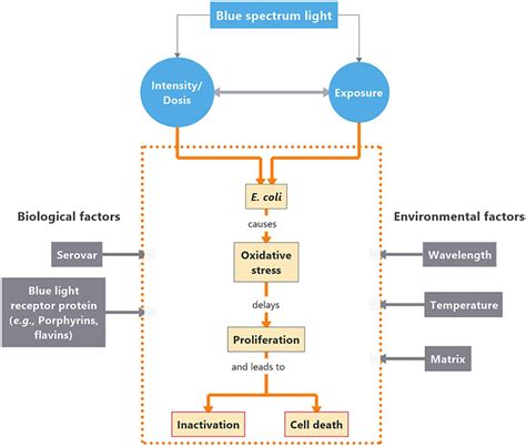 uv light pipette inhibition ncbi|Blue Light Inhibits E. coli, but Decisive Parameters Remain .